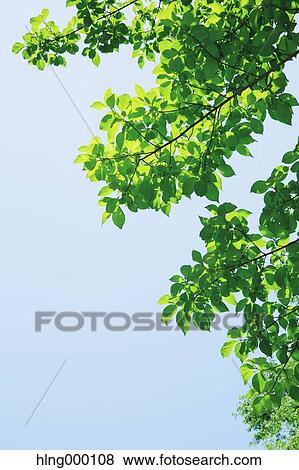 Green Leaves View Large Photo Image Stock Photo - Green Leaves. Fotosearch