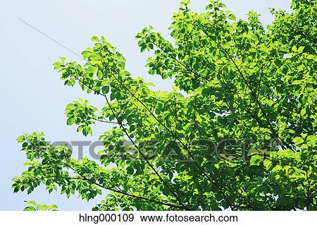Green Leaves View Large Photo Image Stock Photo - Green Leaves. Fotosearch