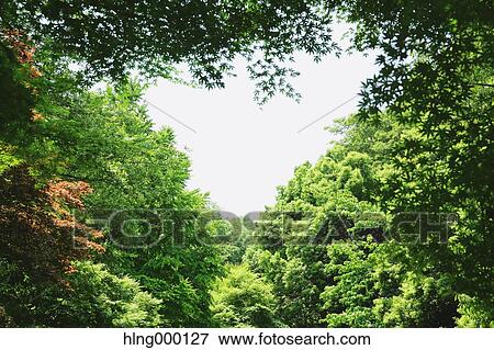 Green Leaves View Large Photo Image Stock Photo - Green Leaves. Fotosearch