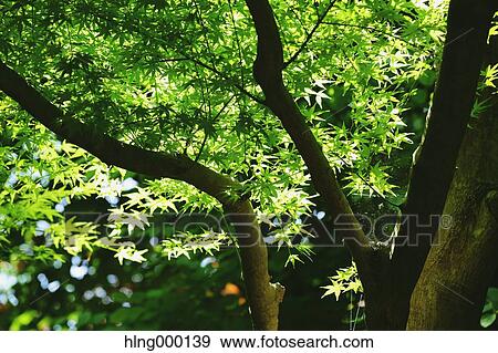 Stock Photo - Green Leaves. Fotosearch