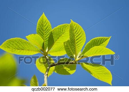 Green Leaves View Large Photo Image Stock Photo - Green Leaves. Fotosearch
