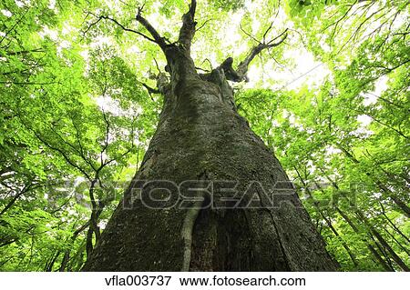 Green Leaves View Large Photo Image Stock Photo - Green Leaves. Fotosearch