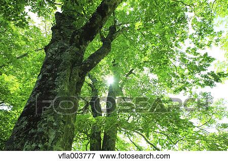 Green Leaves View Large Photo Image Stock Photo - Green Leaves. Fotosearch