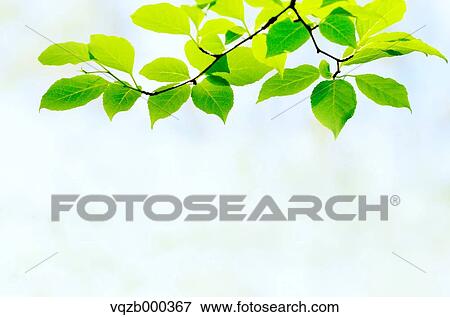 Green Leaves View Large Photo Image Stock Photo - Green Leaves. Fotosearch