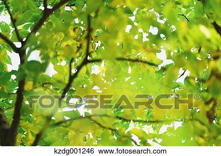 Stock Photograph - Green Leaves. Fotosearch