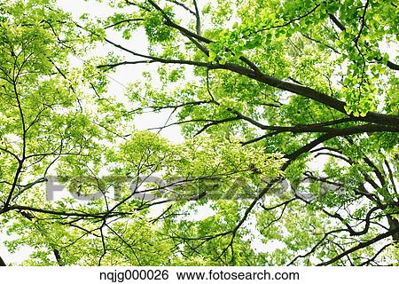 Green leaves View Large Photo Image Stock Photograph - Green leaves. Fotosearch