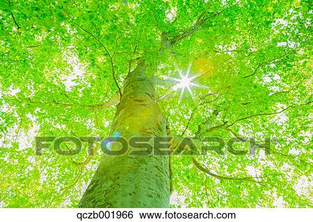 Green Leaves View Large Photo Image Stock Photograph - Green Leaves. Fotosearch