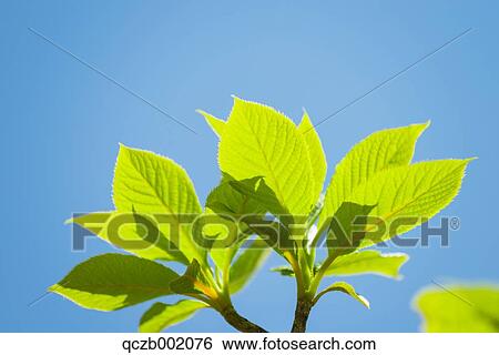 Green Leaves View Large Photo Image Stock Photograph - Green Leaves. Fotosearch