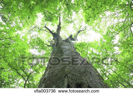Green Leaves View Large Photo Image Stock Photograph - Green Leaves. Fotosearch