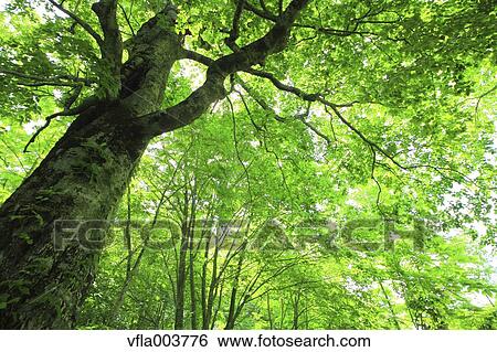 Stock Photograph - Green Leaves. Fotosearch