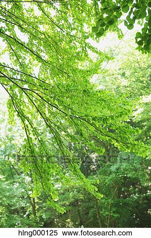 Green Leaves View Large Photo Image Stock Photography - Green Leaves. Fotosearch