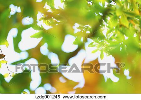 Stock Photography - Green Leaves. Fotosearch