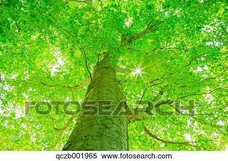 Green Leaves View Large Photo Image Stock Photography - Green Leaves. Fotosearch