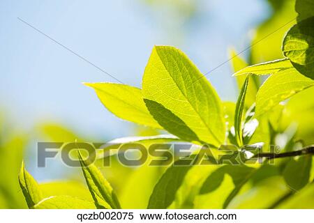 Stock Photography - Green Leaves. Fotosearch