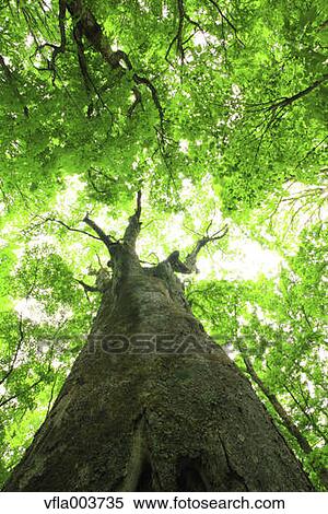 Green Leaves View Large Photo Image Stock Photography - Green Leaves. Fotosearch