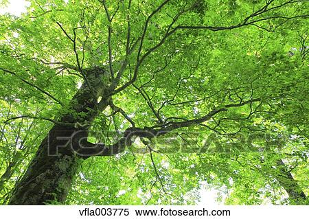 Green Leaves View Large Photo Image Stock Photography - Green Leaves. Fotosearch