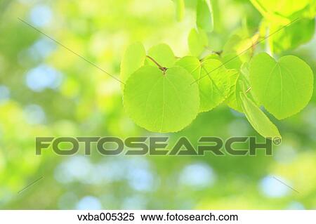 Stock Photography - Green Leaves. Fotosearch