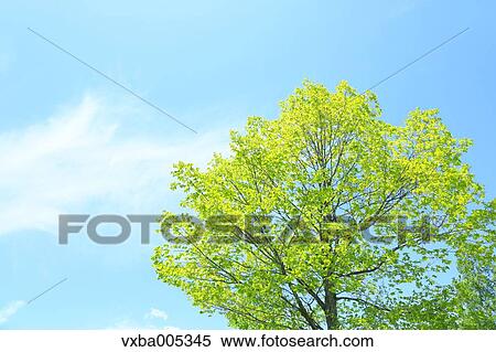 Stock Photography - Green Leaves. Fotosearch