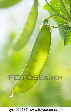 Stock Photo - Green Peas Plant. Fotosearch