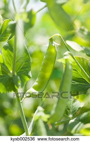 Stock Photograph - Green Peas Plant. Fotosearch