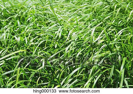 Greenery View Large Photo Image Stock Image - Greenery. Fotosearch