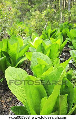 Greenery View Large Photo Image Stock Photo - Greenery. Fotosearch