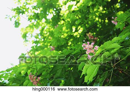 Greenery View Large Photo Image Stock Photograph - Greenery. Fotosearch