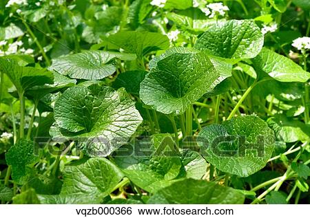 Greenery View Large Photo Image Stock Photograph - Greenery. Fotosearch