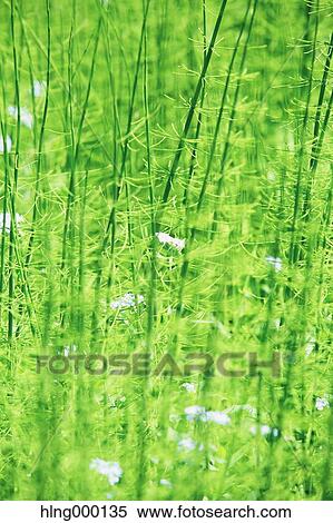 Greenery View Large Photo Image Stock Photography - Greenery. Fotosearch