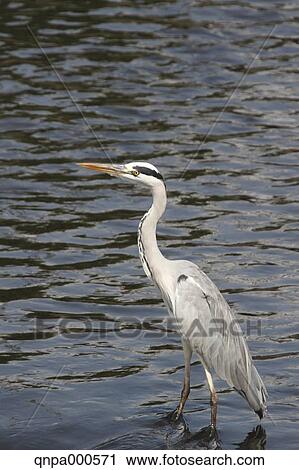 Grey Heron View Large Photo Image Stock Image - Grey Heron. Fotosearch