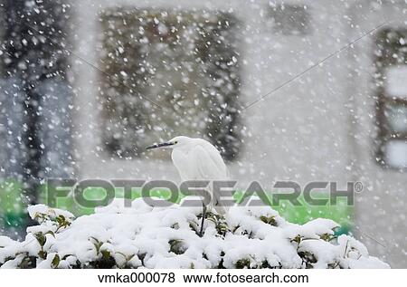 Heron View Large Photo Image Stock Photo - Heron. Fotosearch