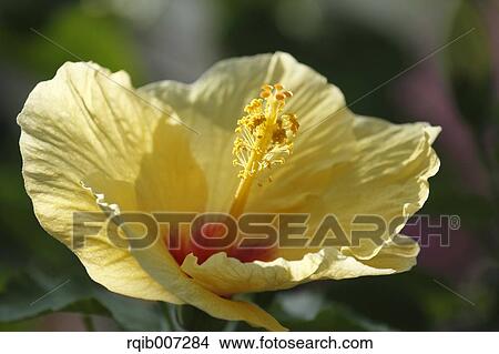 Picture - Hibiscus. Fotosearch