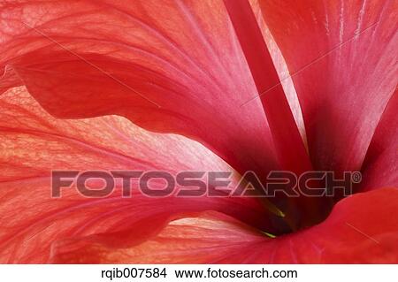 Hibiscus View Large Photo Image Picture - Hibiscus. Fotosearch