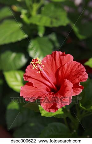 Hibiscus View Large Photo Image Stock Image - Hibiscus. Fotosearch