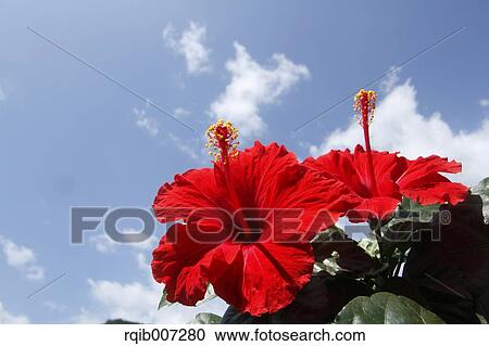 Stock Image - Hibiscus. Fotosearch