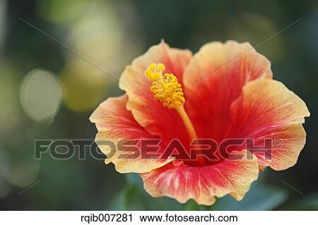 Hibiscus View Large Photo Image Stock Image - Hibiscus. Fotosearch