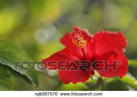 Stock Image - Hibiscus. Fotosearch