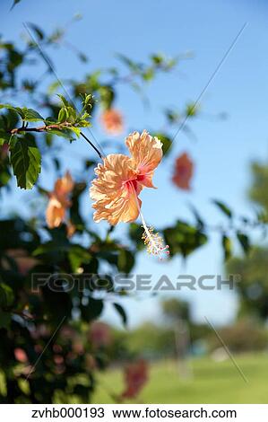 Stock Image - Hibiscus. Fotosearch