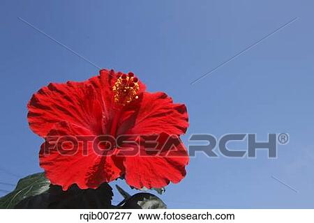 Stock Photo - Hibiscus. Fotosearch