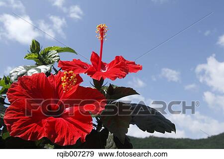 Stock Photo - Hibiscus. Fotosearch