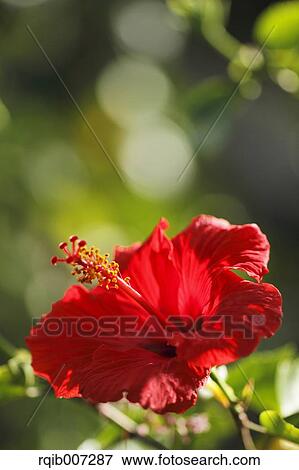 Stock Photo - Hibiscus. Fotosearch