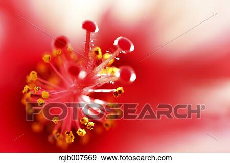 Stock Photo - Hibiscus. Fotosearch