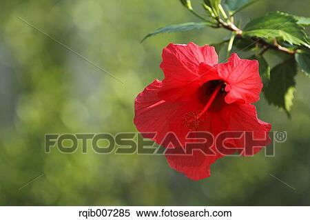Hibiscus View Large Photo Image Stock Photography - Hibiscus. Fotosearch