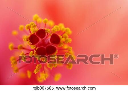 Hibiscus View Large Photo Image Stock Photography - Hibiscus. Fotosearch