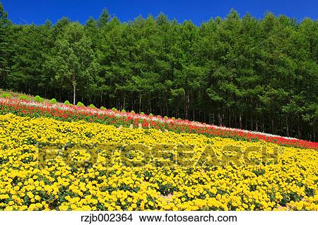 Hokkaido, Japan View Large Photo Image Picture - Hokkaido, Japan. Fotosearch