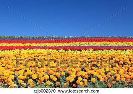 Hokkaido, Japan View Large Photo Image Stock Image - Hokkaido, Japan. Fotosearch