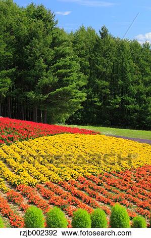 Stock Image - Hokkaido, Japan. Fotosearch