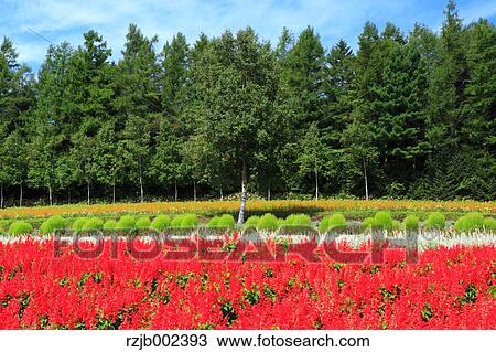 Hokkaido, Japan View Large Photo Image Stock Image - Hokkaido, Japan. Fotosearch