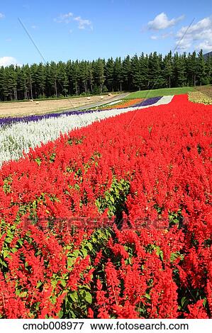 Hokkaido, Japan View Large Photo Image Stock Photo - Hokkaido, Japan. Fotosearch