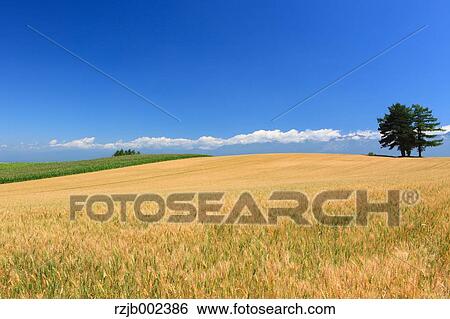 Hokkaido, Japan View Large Photo Image Stock Photograph - Hokkaido, Japan. Fotosearch